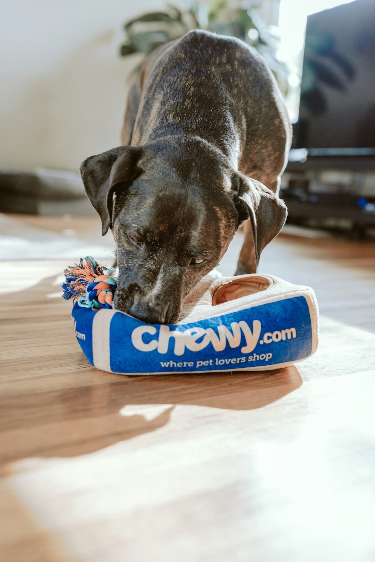 Dog photographed for the Woof & Move service experience